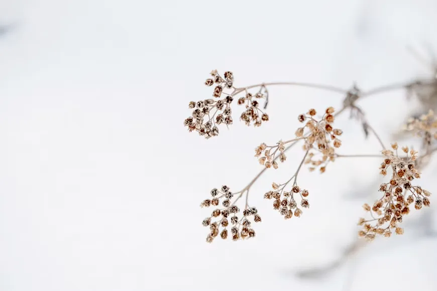 Fresh floral stems close-up