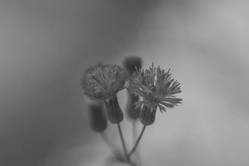 Scattered dried flowers background