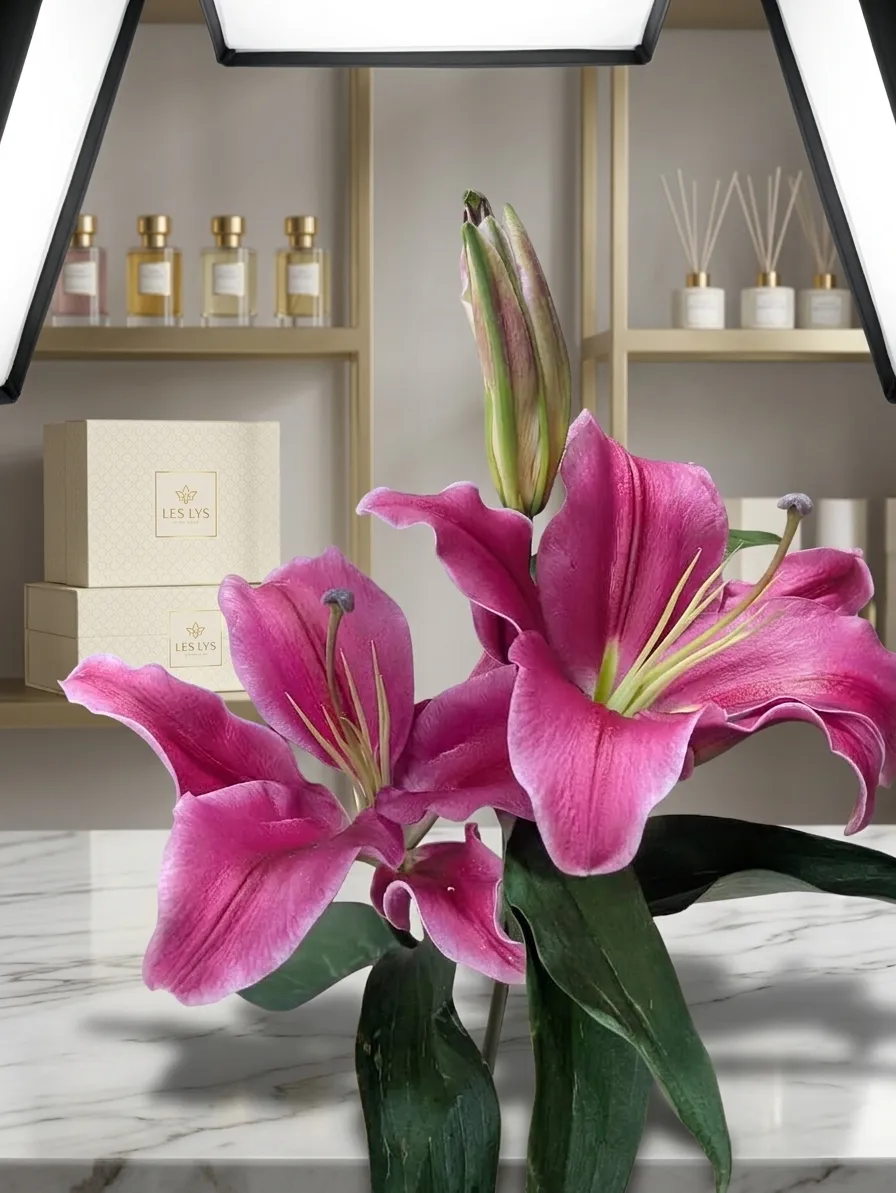 Layles Stem detail