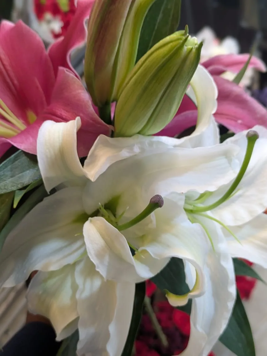 Layles stem premium long roses with floral detail